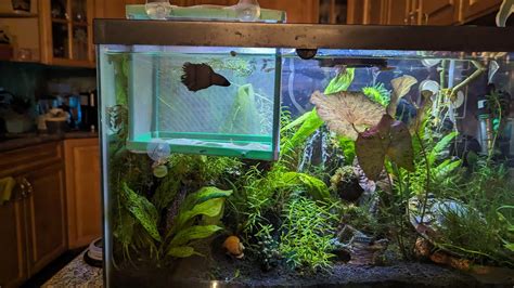 Constantly rising pH in planted tank .